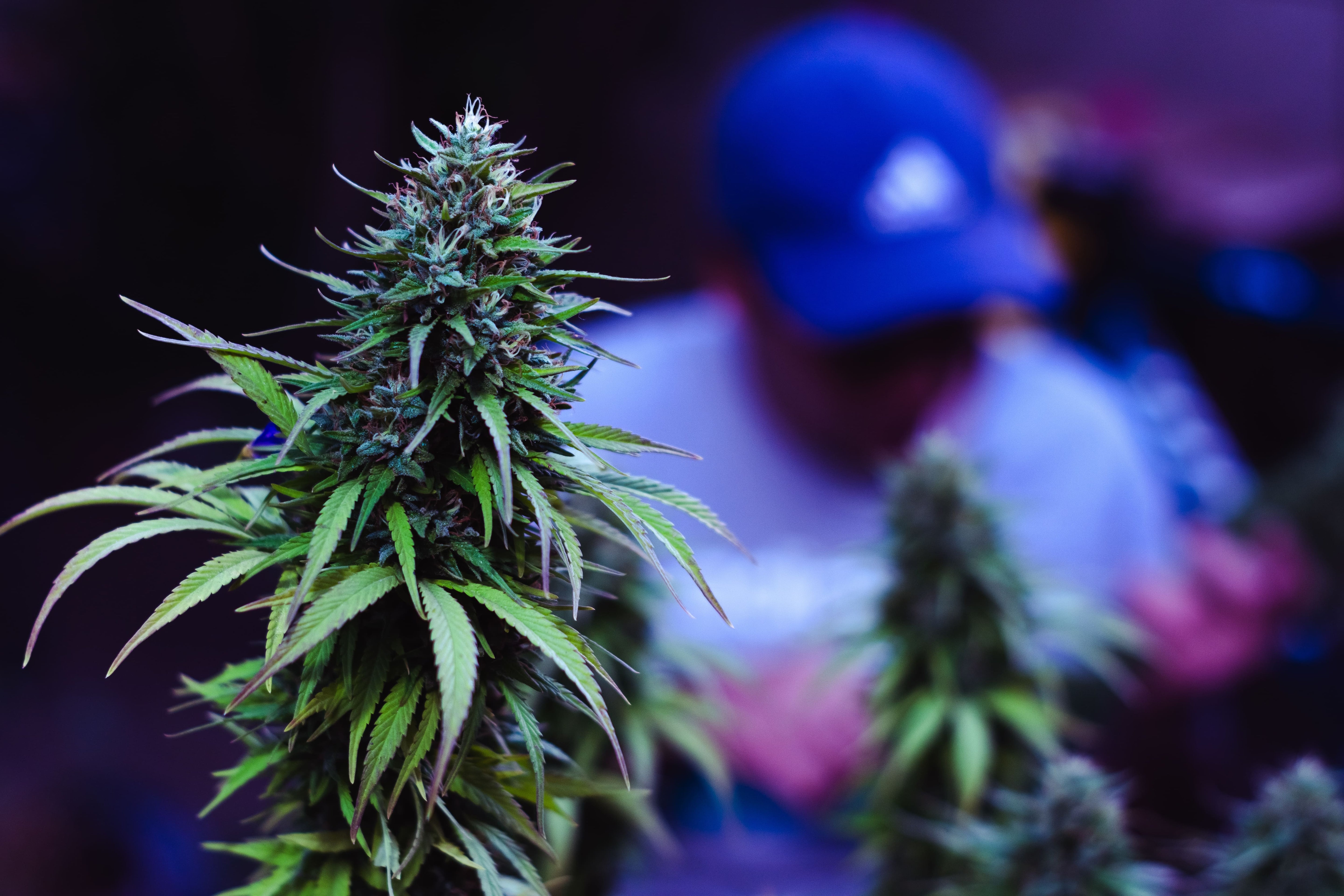 Guía completa: Cómo regar tus plantas de cannabis