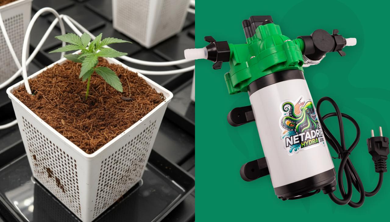 Cómo cultivar cannabis en coco: empieza paso a paso y evita errores comunes