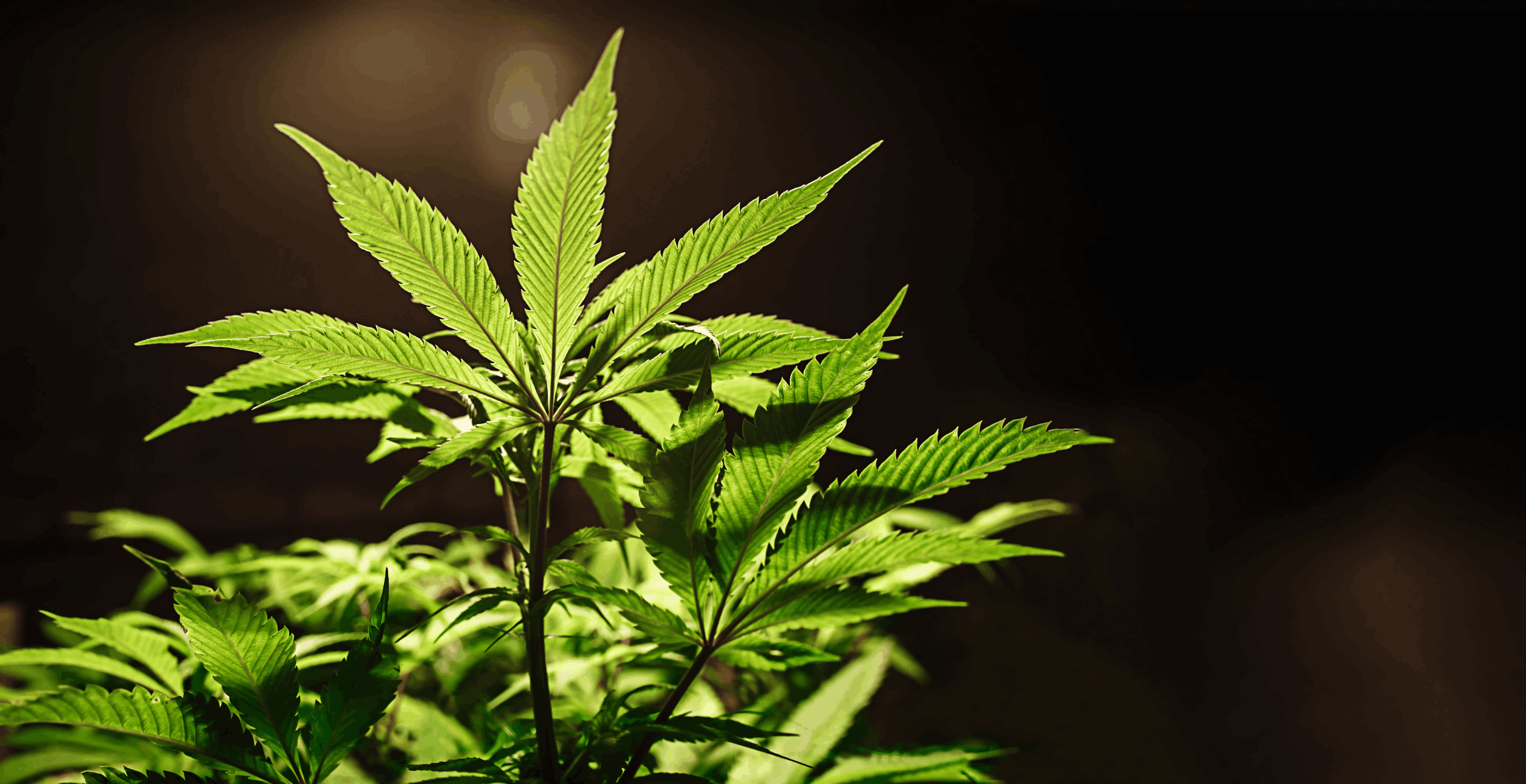 Pulpo vs Hydra: ¿Qué kit de riego automático es mejor para tu cultivo?